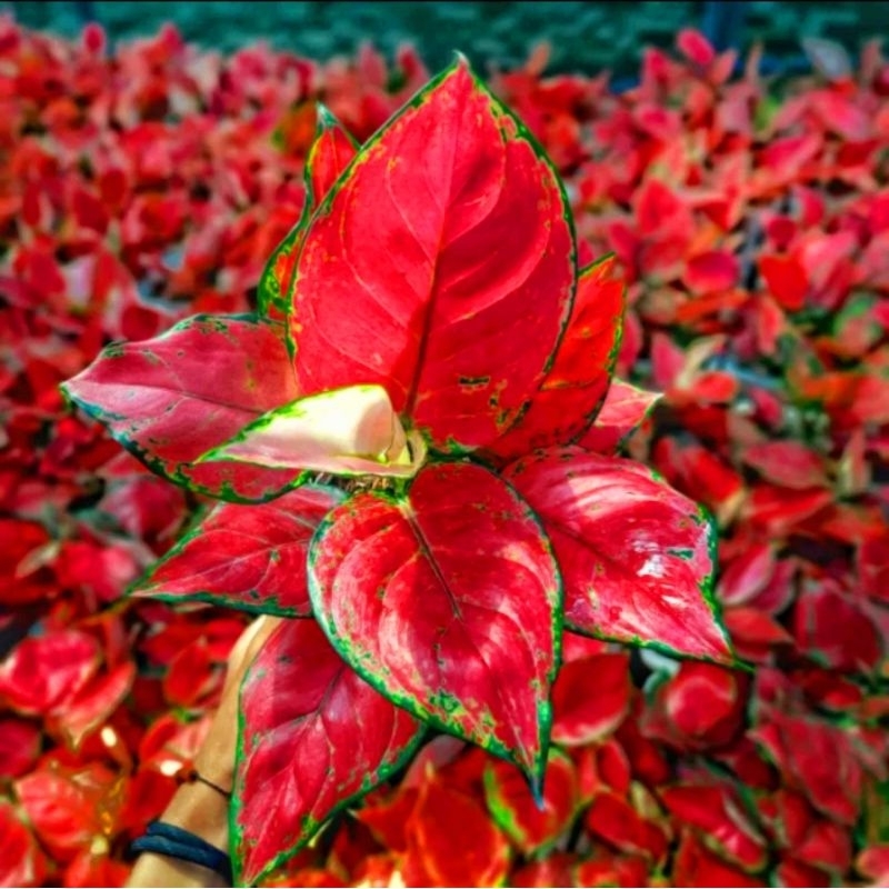 Aglonema red anjamani mutasi (Tanaman hias aglaonema red anjamani merah merona) - tanaman hias hidup - bunga hidup - bunga aglonema - aglaonema merah - aglonema merah - aglaonema murah - aglonema murah -Florist Nusery