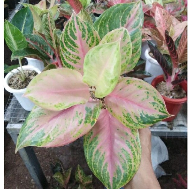 Aglonema gendis