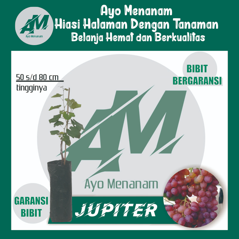 Bibit anggur jupiter grafting unggul