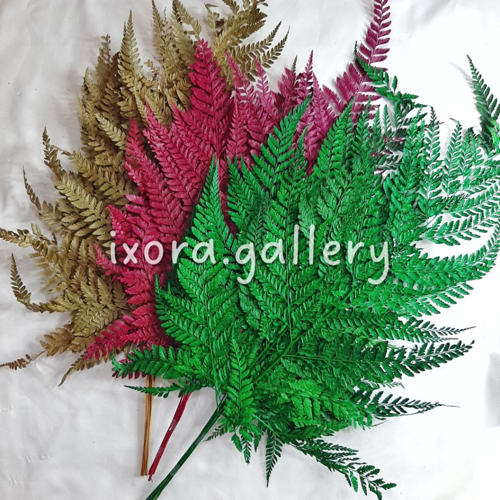 (8-10 HELAI) DAUN PAKIS - DAUN PAKIS WARNA - DAUN PAKIS MURAH - DAUN PAKIS HIAS