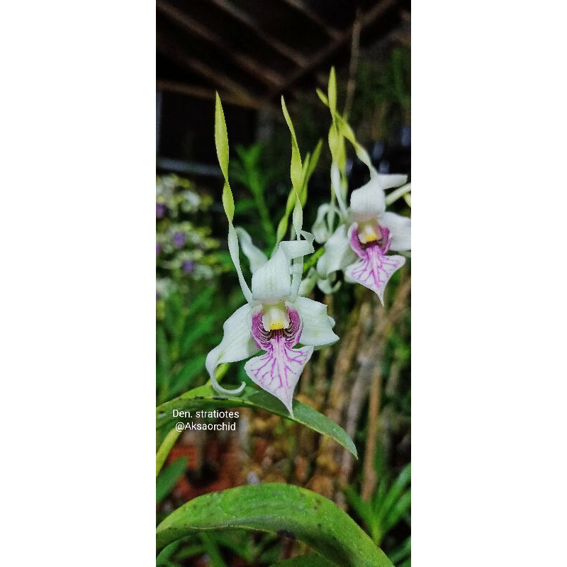 Anggrek dendrobium stratiotes