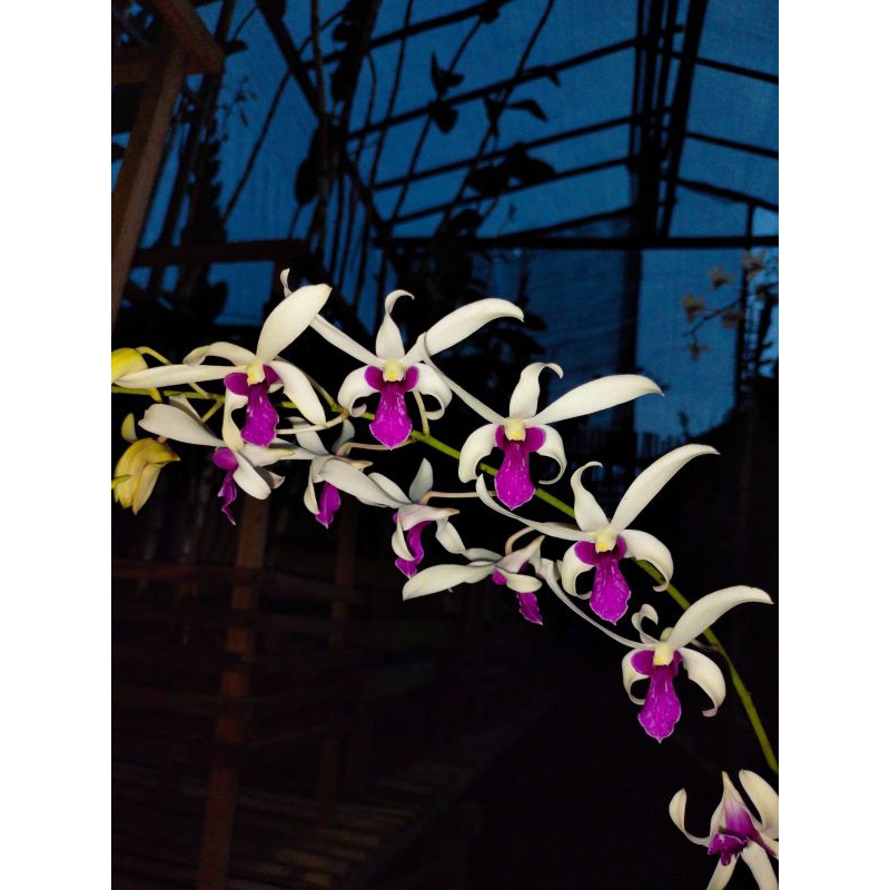 Anggrek dendrobium mesagnil