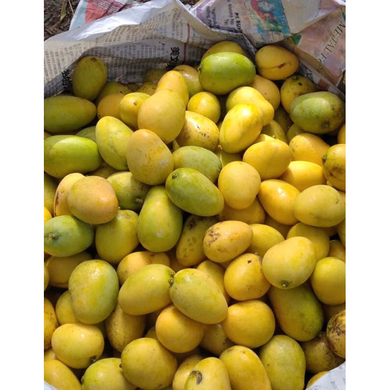 

Mangga Udang Samosir Termurah 1kg