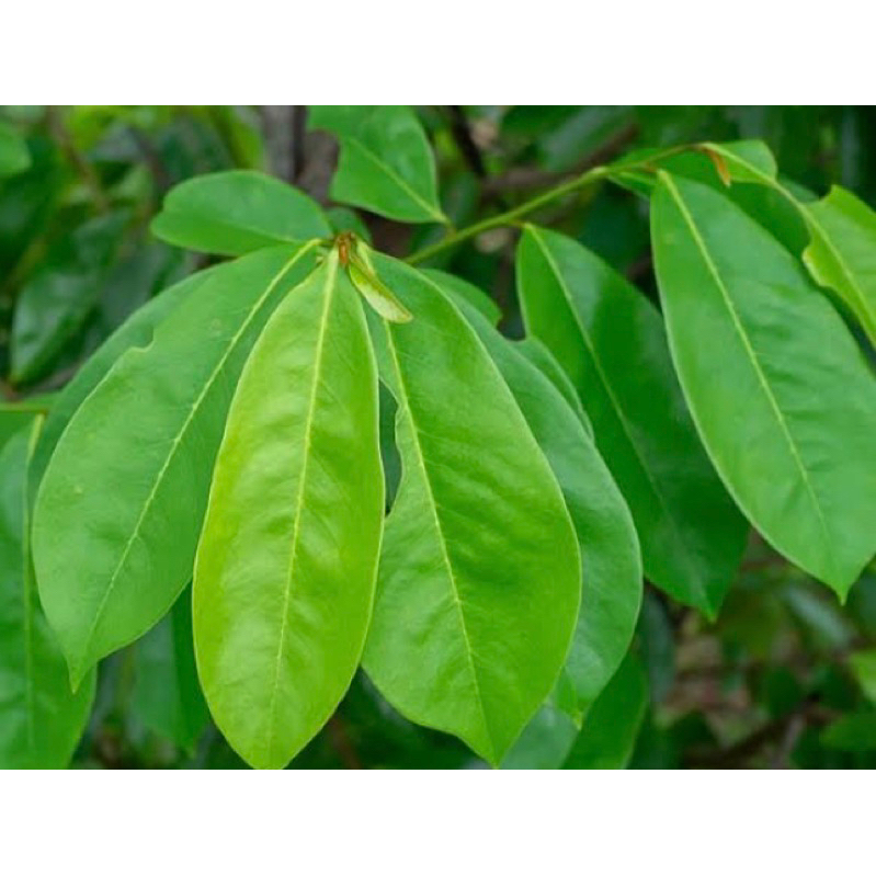 

Daun sirsak segar 1 kg petik langsung organik-az