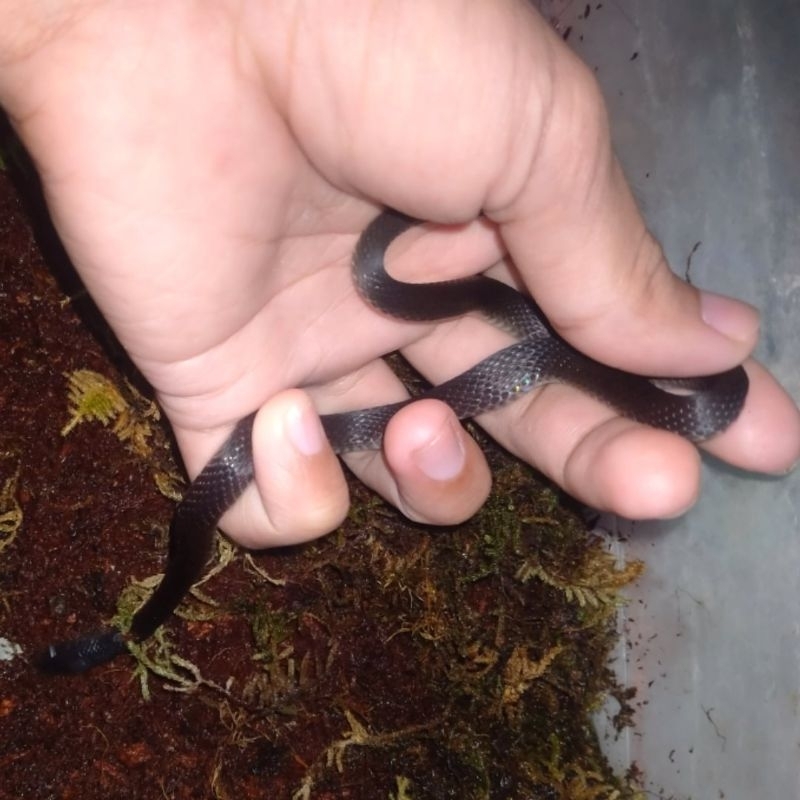 Koleksi hobi Calamaria SP ular pemakan cacing