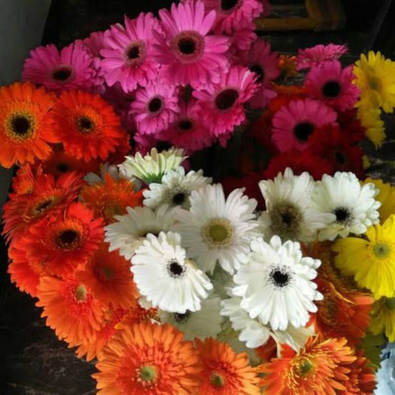 Bunga Potong GERBERA/HEBRAS - Bunga potong fresh - 1ikat 10 tangkai