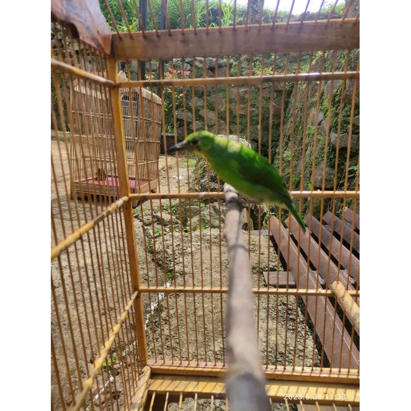 CAK IJO PH BODY BIG PREDIKSI JANTAN 100%