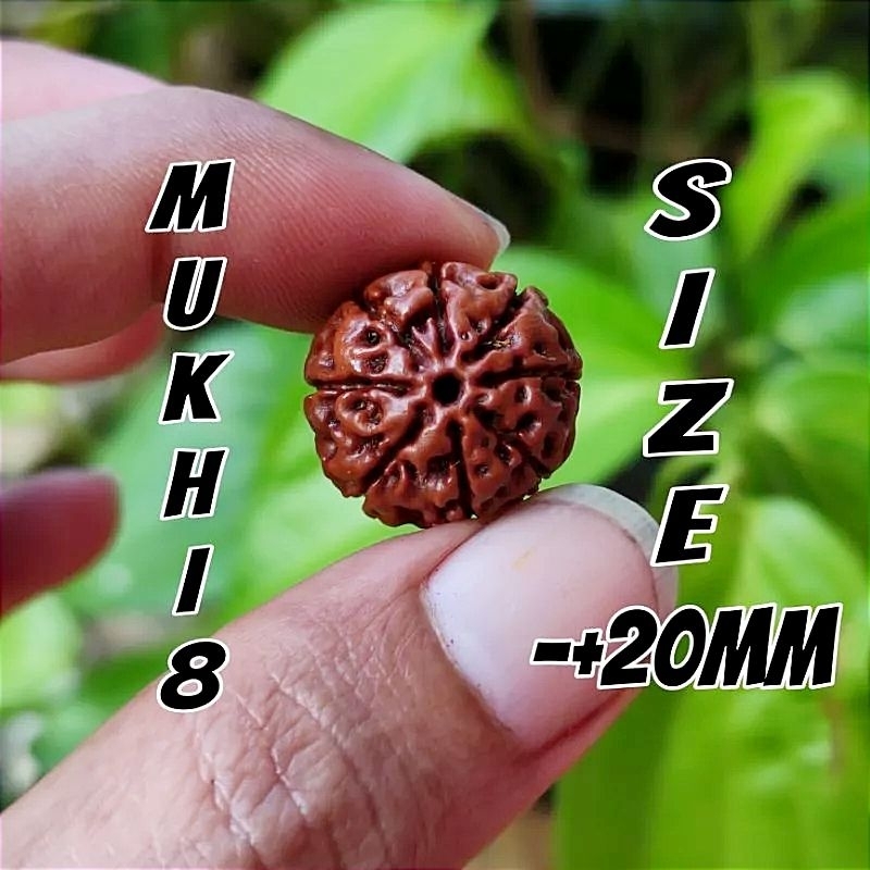 RUDRAKSHA MUKHI 8 JENITRI MUKHI ATAU GARIS 8 SIZE -+20MM