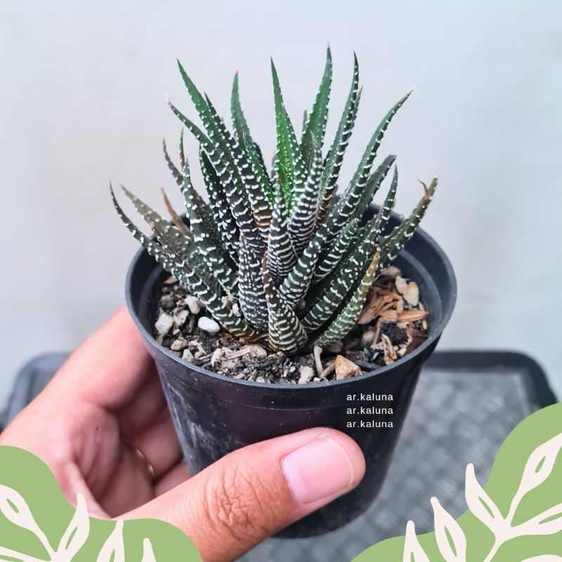 Haworthia Fasciata ' Zebra ' sukulen kaktus tanaman hidup