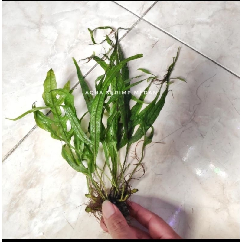 Kadaka Trident Tanaman Aquascape