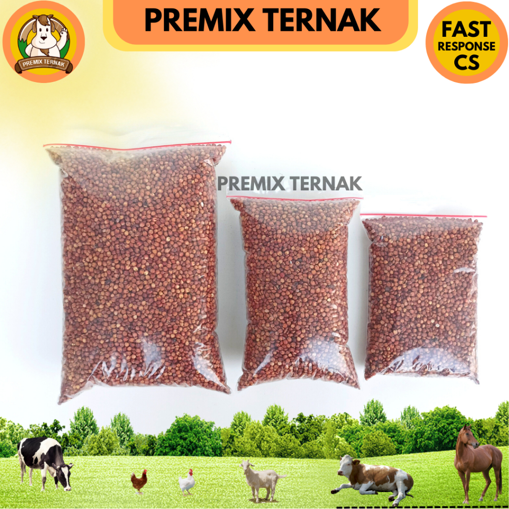 BENIH SORGUM MERAH SURI 4 - Bibit Sorgum 1kg - Suri 4 Sorgum Merah