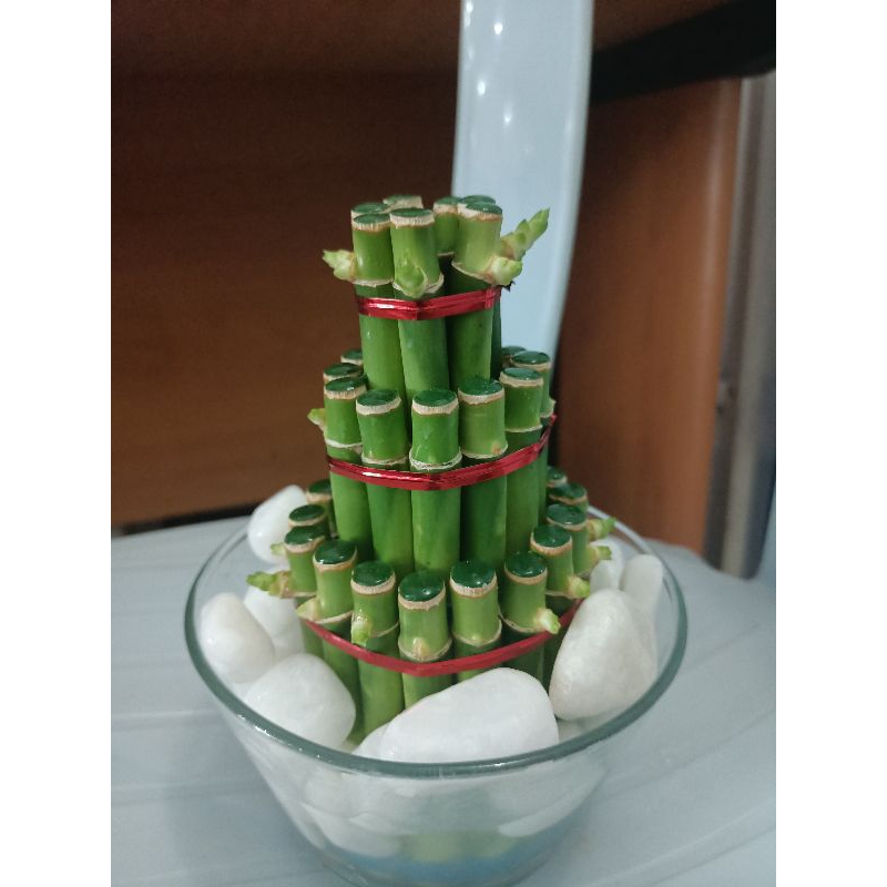 lucky bamboo