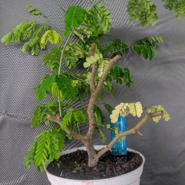 bahan bonsai brazilian rain tree
