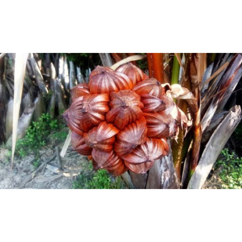

buah nipah/kiwel