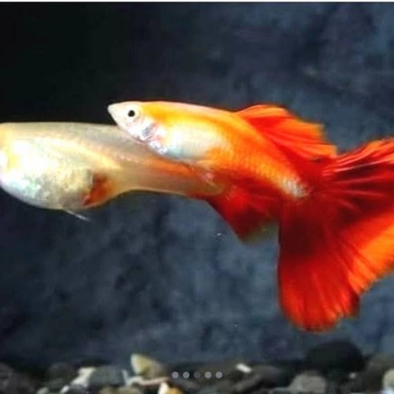 Hiasan Akuarium - Guppy Red Moscow