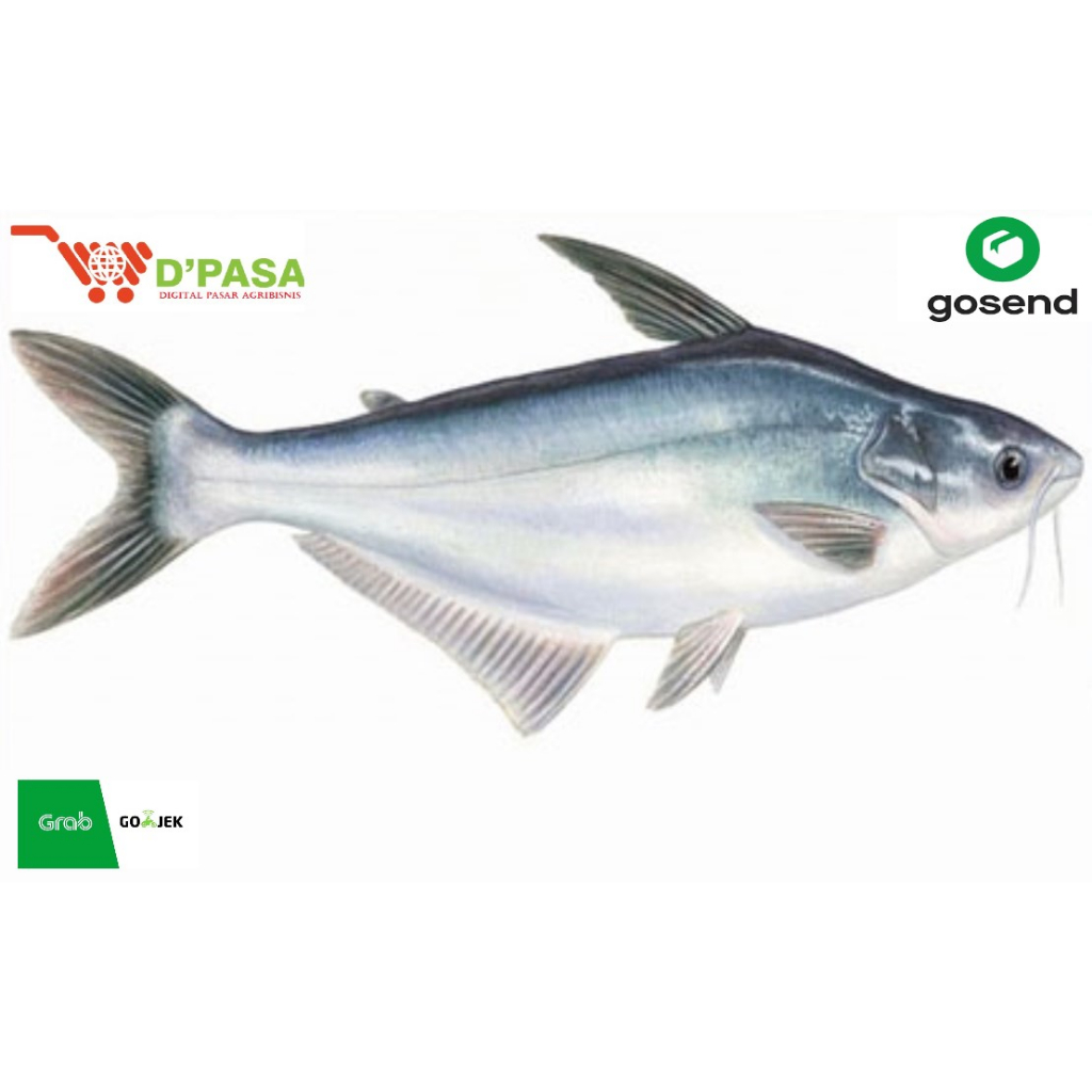 

KIRIM INSTAN Ikan Patin Segar Fresh 500gr Ikan Daging Segar