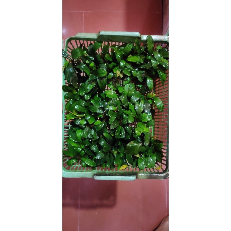 bucephalandra medium aquascape