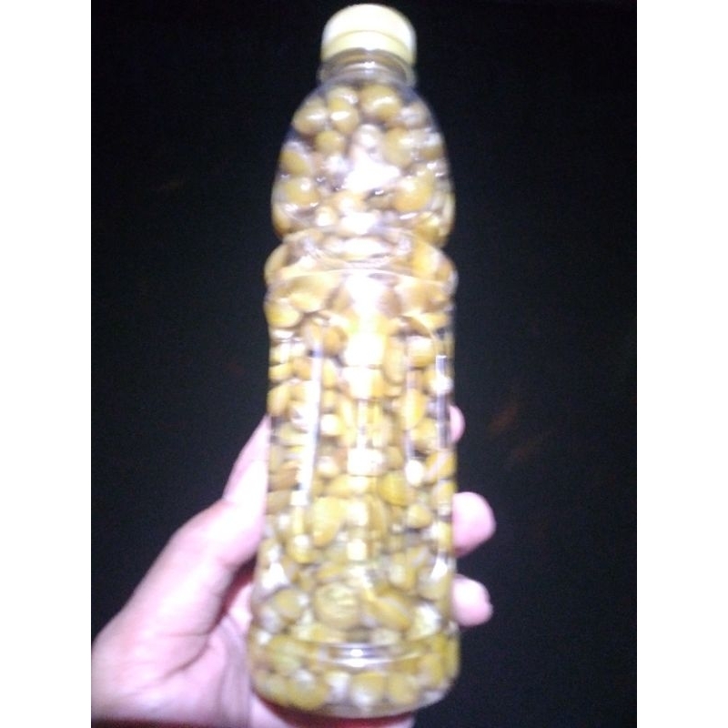 kerang kuning/REMIS untuk obat penyakit kuning/LIVER/hepatitis.