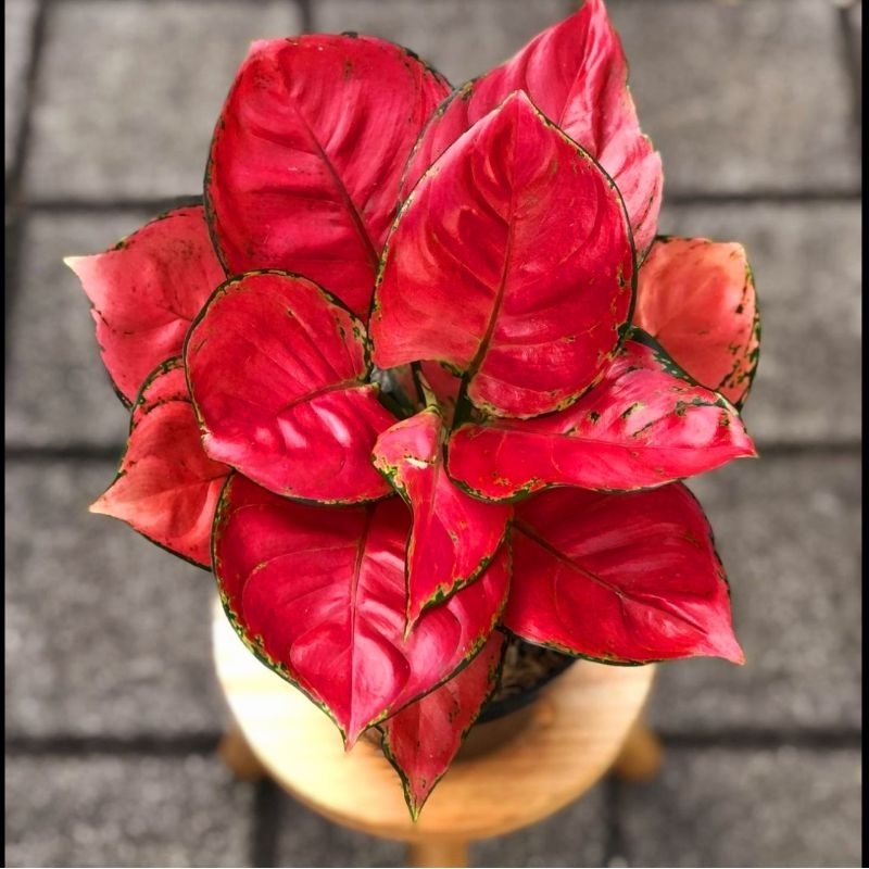 Aglaonema Red Anjamani / Aglonema Red Anjamani florist nursery / Aglonema Red Anjamani (Tanaman hias aglaonema Red Anjamani) - tanaman hias hidup - bunga hidup - bunga aglonema - aglaonema merah - aglonema merah - aglaonema murah - aglaonema murah