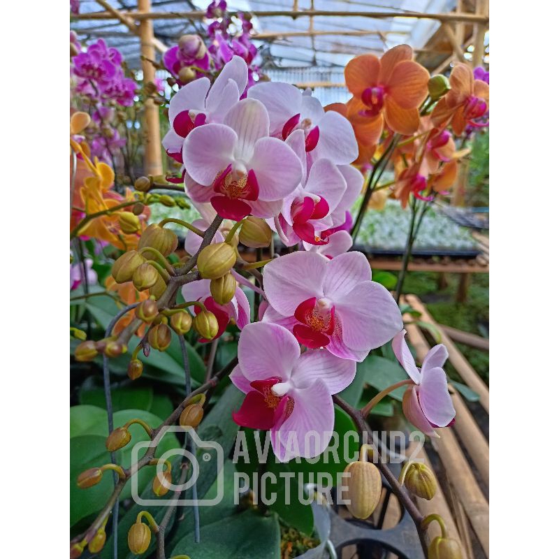 NEW ANGGREK BULAN BERBUNGA MINI PUTIH LIDAH MERAH