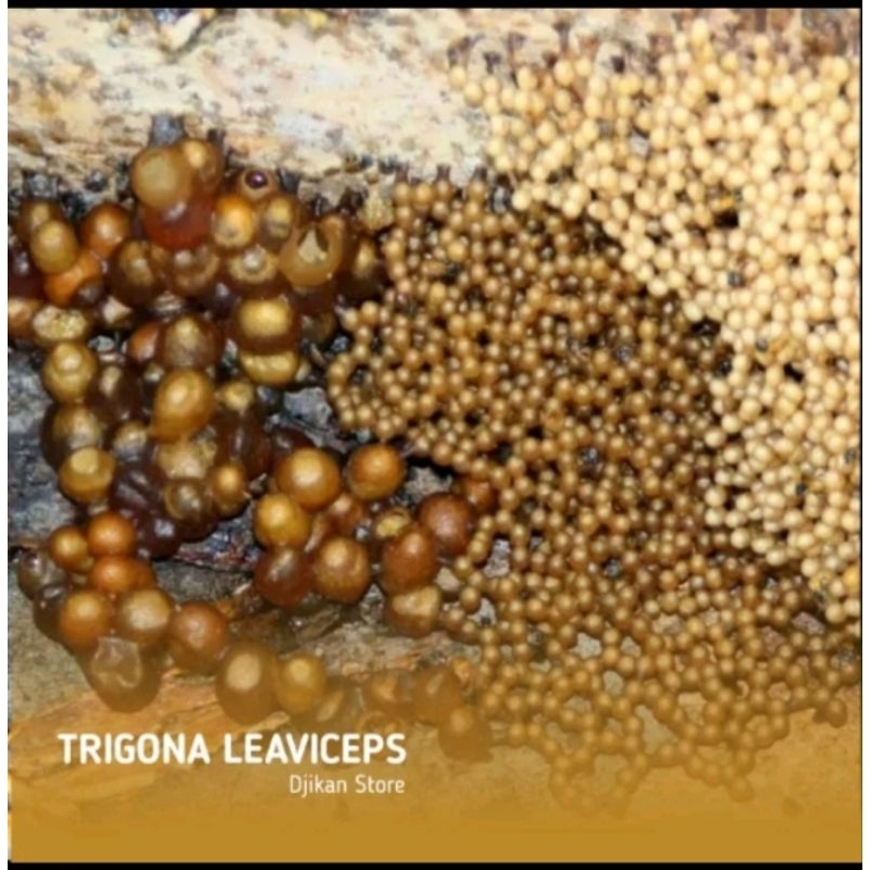 b1 koloni klanceng teuweul trigona kelulut lebah madu bibit lebah kawanan tawon lebah klanceng