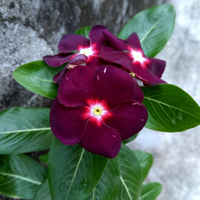 T9 BIJI BENIH BUNGA VINCA TEGAK VINCA JJB OCEAN BLACKMOON ISI 10 BIJI