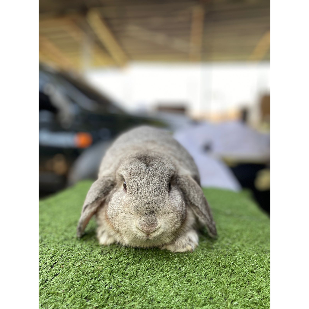 Kelinci Holland Lop Cincila Dewasa (BETINA)