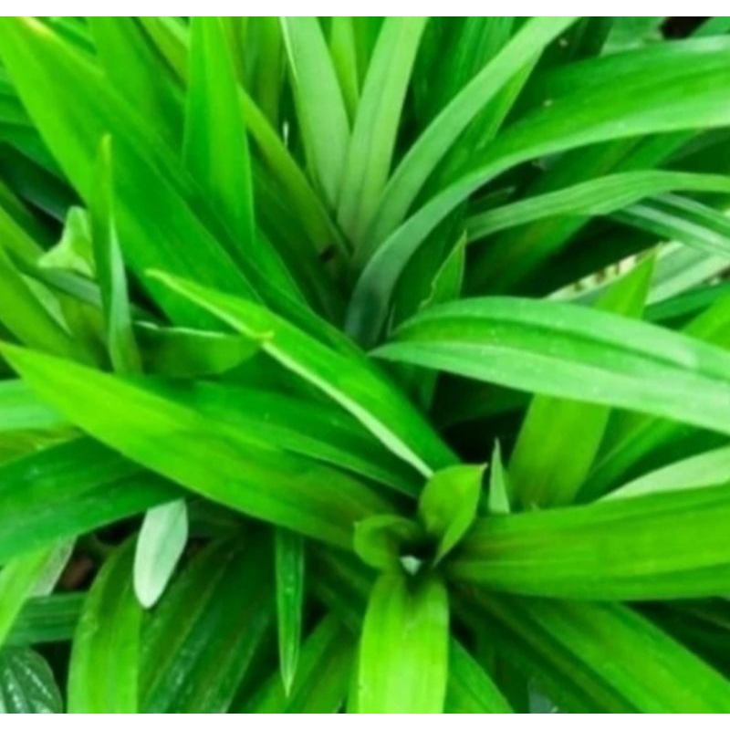 

Daun pandan 1 ikat