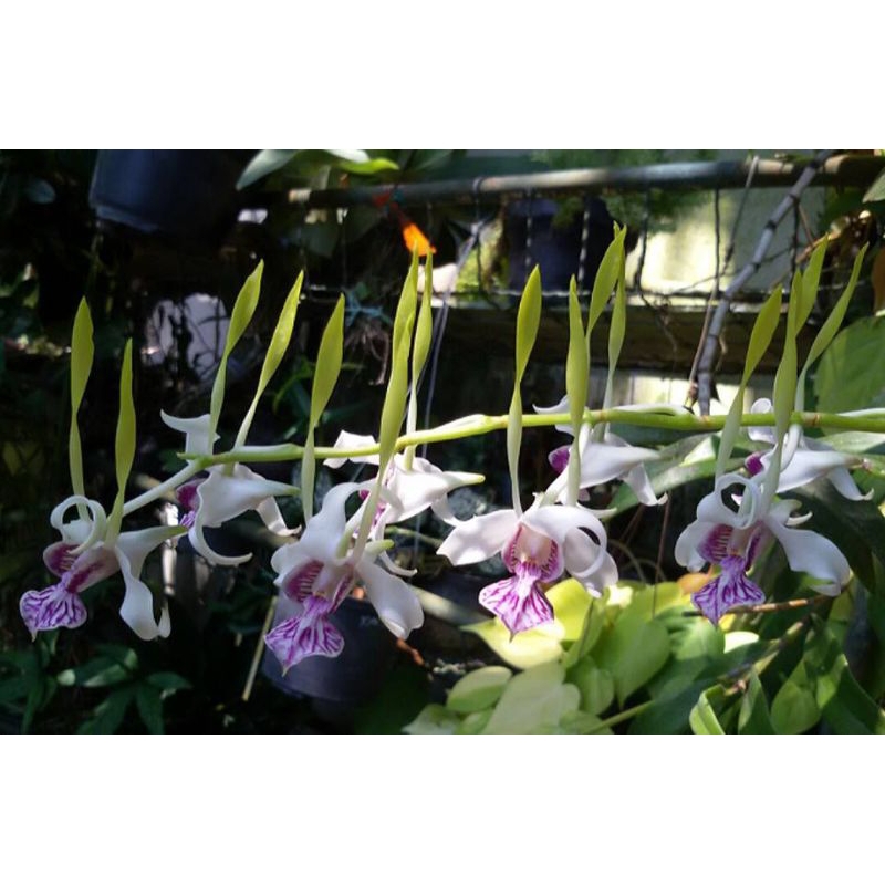 Dendrobium antennatum