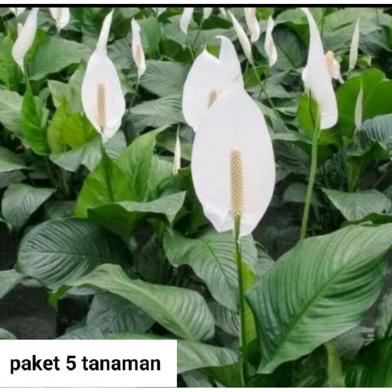 paket hemat tanaman hias peace lily/ bunga peace lily / bunga spathyphyllum