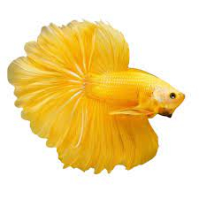 CUPANG BETTA FISH HALFMOON  YELLOWBANANA
