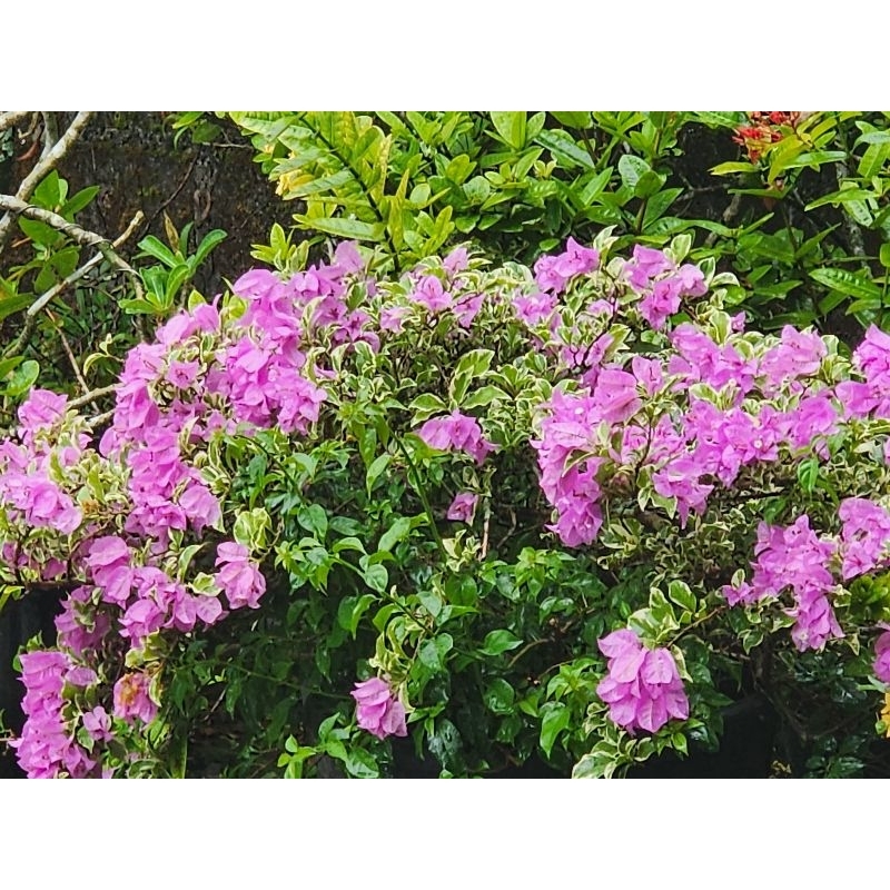 

(115-164rb) nota live