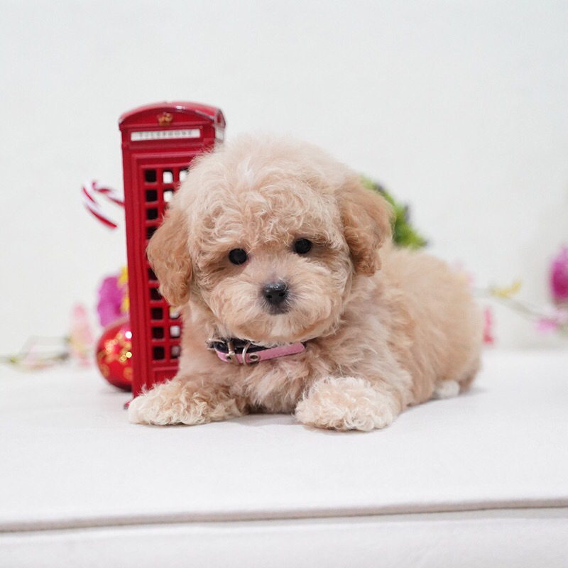 Tiny Toy Poodle Puppy Teddy Bear Short Leg Fawn Apricot