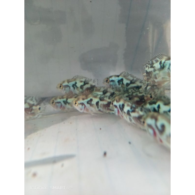 hiasan akuarium Ebjd