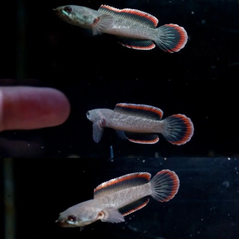 Limbata Lawu CB rim tebal PREMIUM