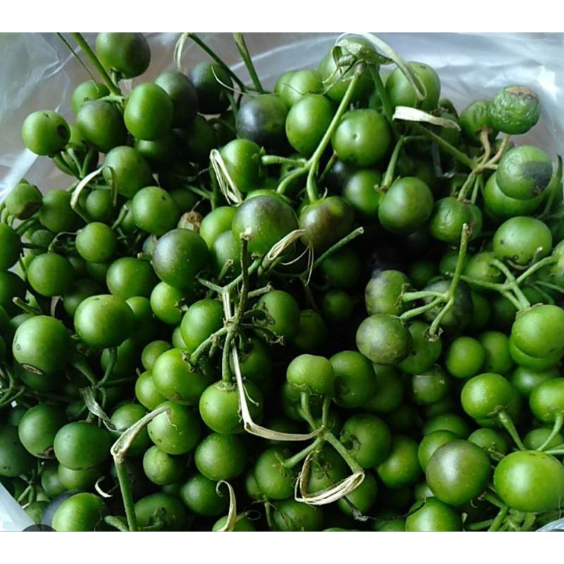 

Lalapan lenca organik berat 100g lalapan orang sunda