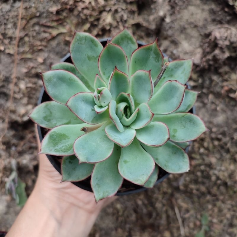 Echeveria Pulidonis | Sukulen | D 10cm