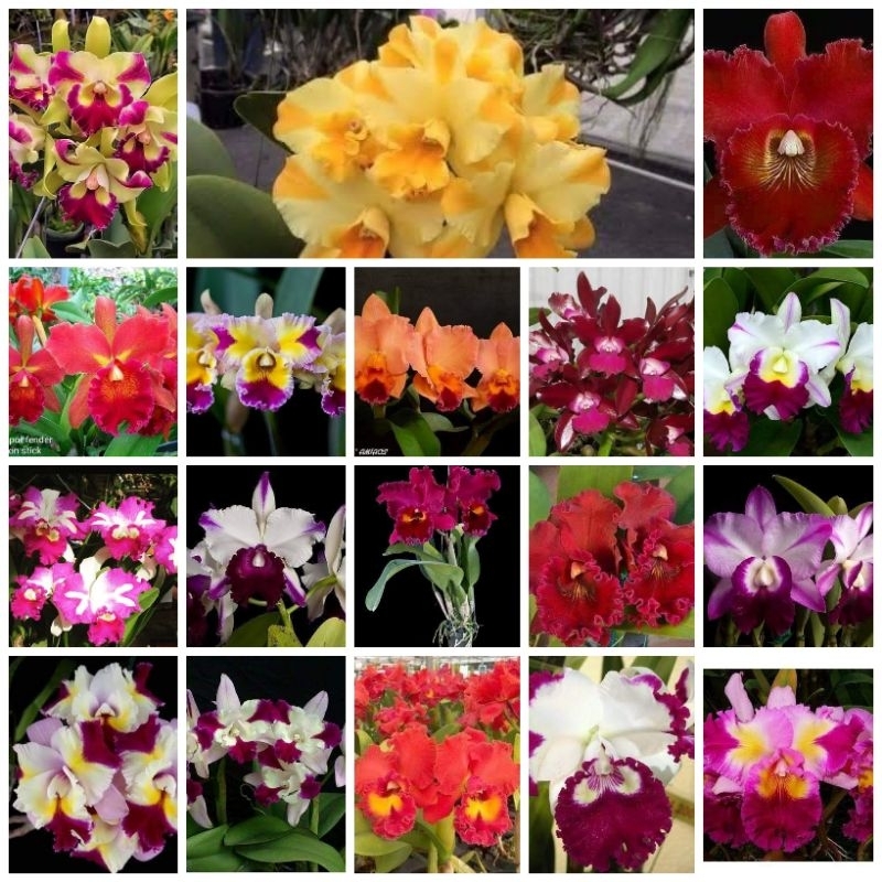 cattleya Remaja kloning Import bangkok