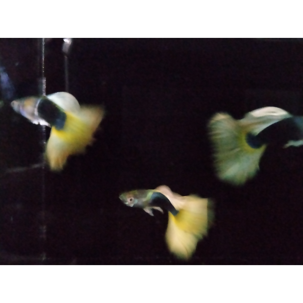 Ikan Guppy HB Yellow / HB Pastel