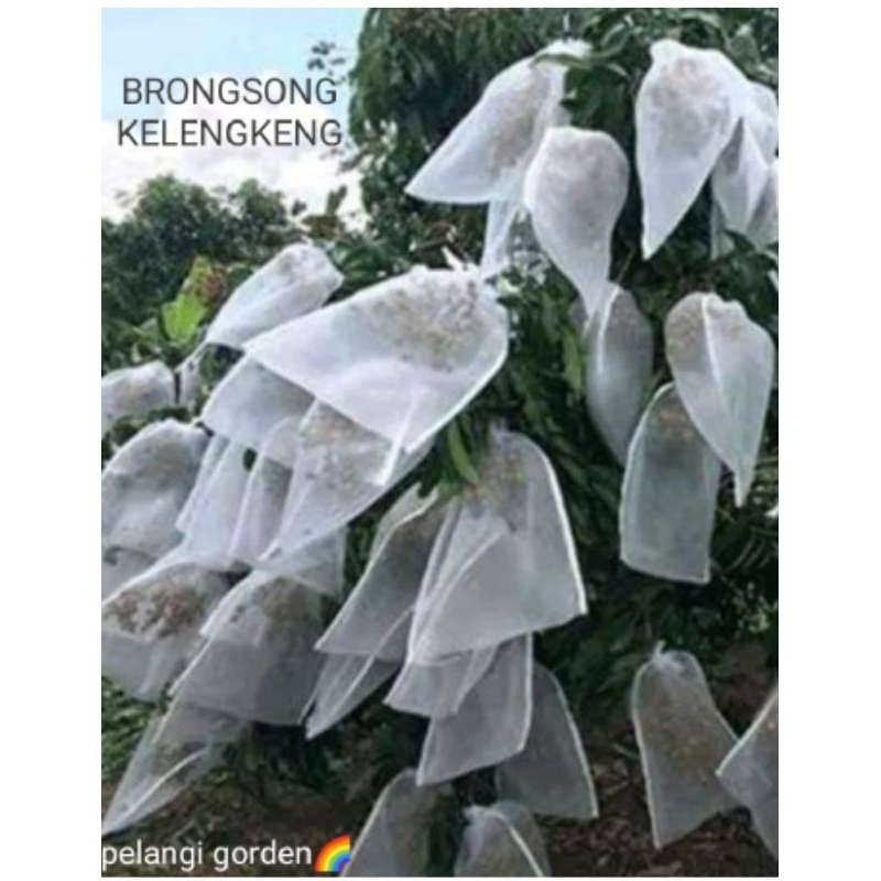 Brongsong buah/pembungkus buah/jaring buah/fruit cover/BLongsong buah klengkeng