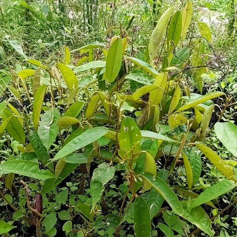 DIARY PETANI - Bibit Pohon Durian Lokal