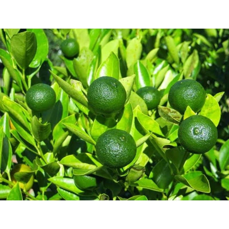

Jeruk kesturi 1kg