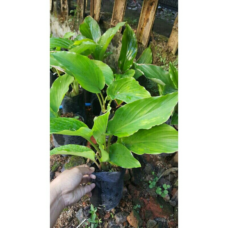 bibit kunyit hitam asli