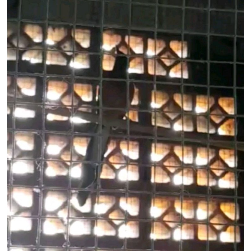 murai batu Medan sepasang