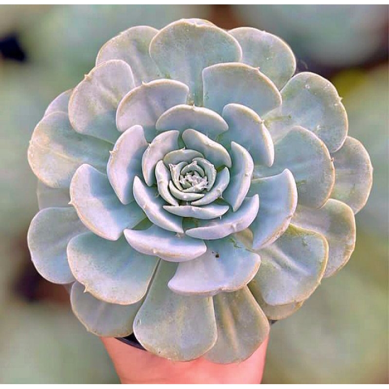 Sukulen Echeveria Runyonii