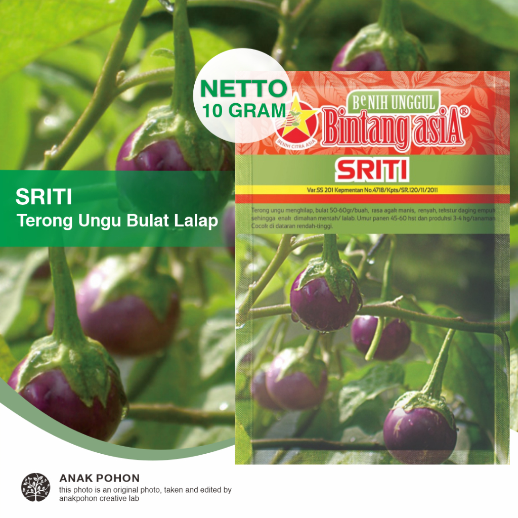 (1 PACK) Benih Terong Ungu Bulat Lalapan SRITI Seeds - Bintang Asia - 10 GRAM