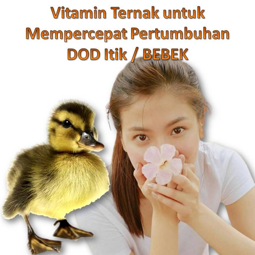 Vitamin Terbaik Untuk Ternak DOD Bebek Itik Cepat Besar Sehat Meri Tahan Penyakit Pembibitan Bebek P