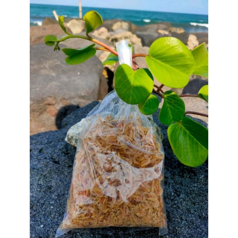 

Udang rebon asli Pangandaran