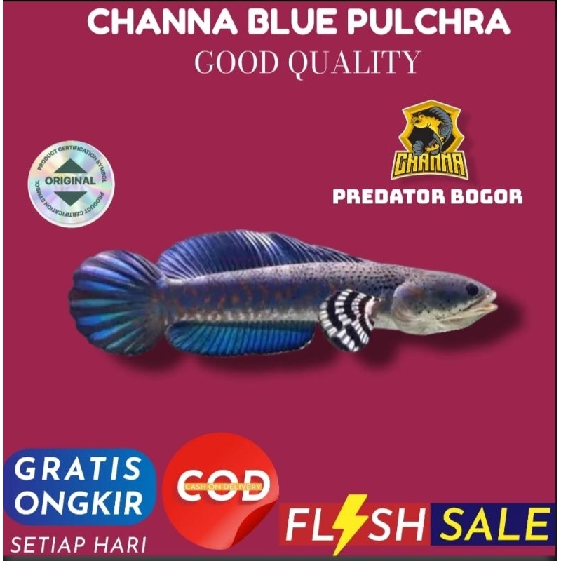 hiasan aquarium Channa chana blue pulchra 14-15cm grade A SINGLE TANK