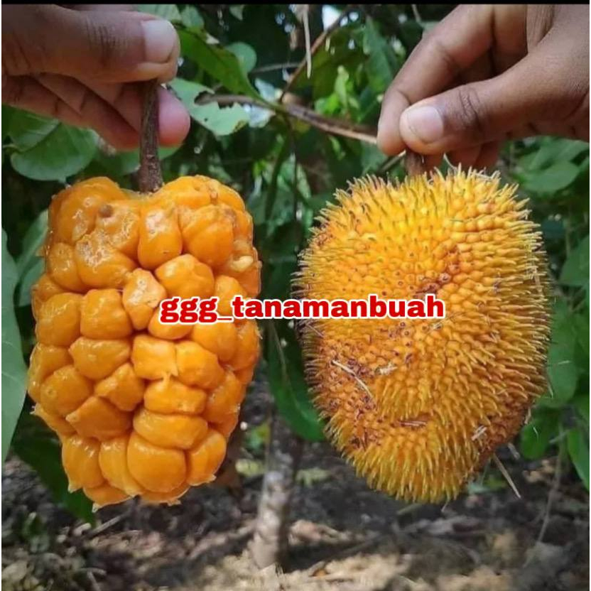 Bibit Nangka Mini Super Cepat Berbuah